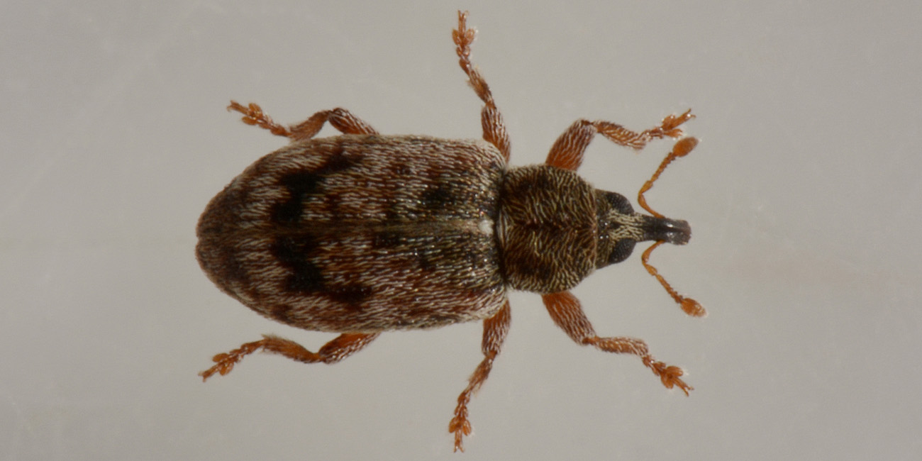 Curculionidae: Ellescus infirmus?  S !